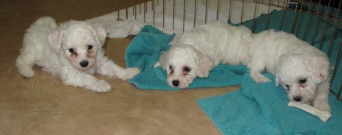 Bella's puppies on 6/30/2009