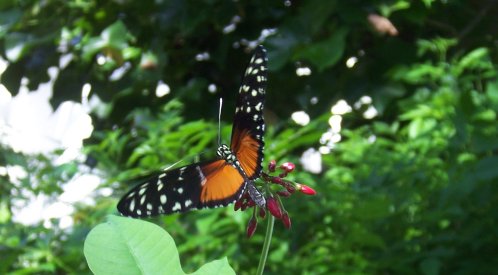 Butterfly Key West-500W.jpg