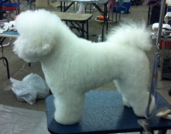 Ch. Jimi's Faster Than Light (Dash) on grooming table